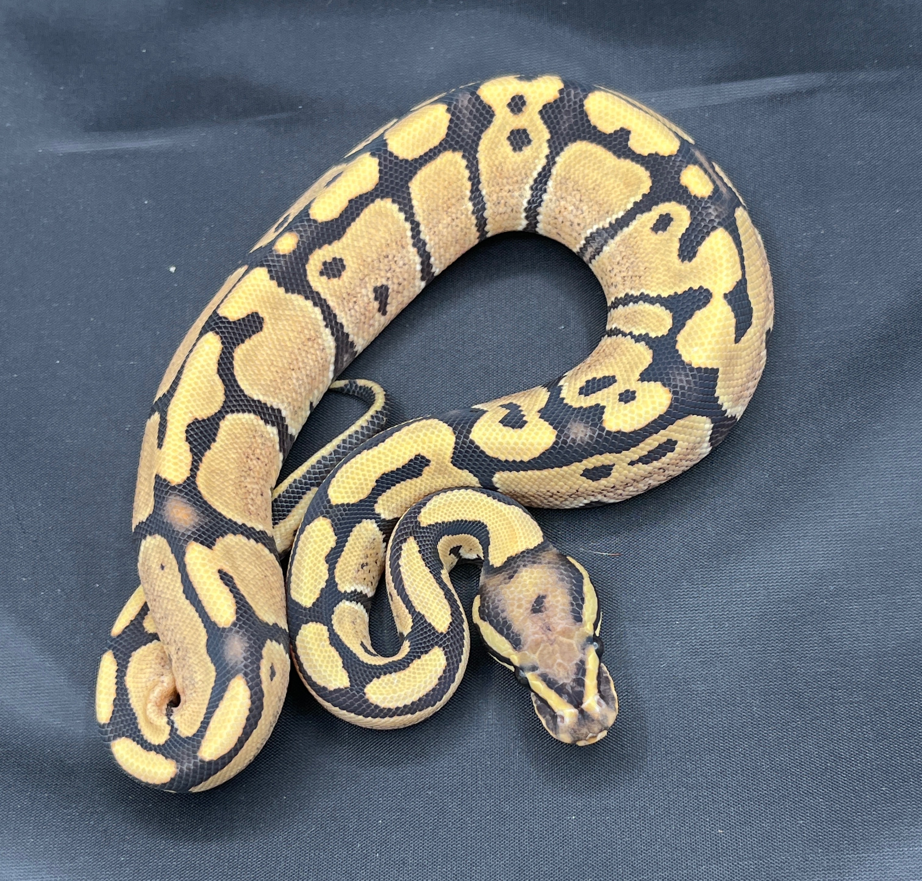 animal image