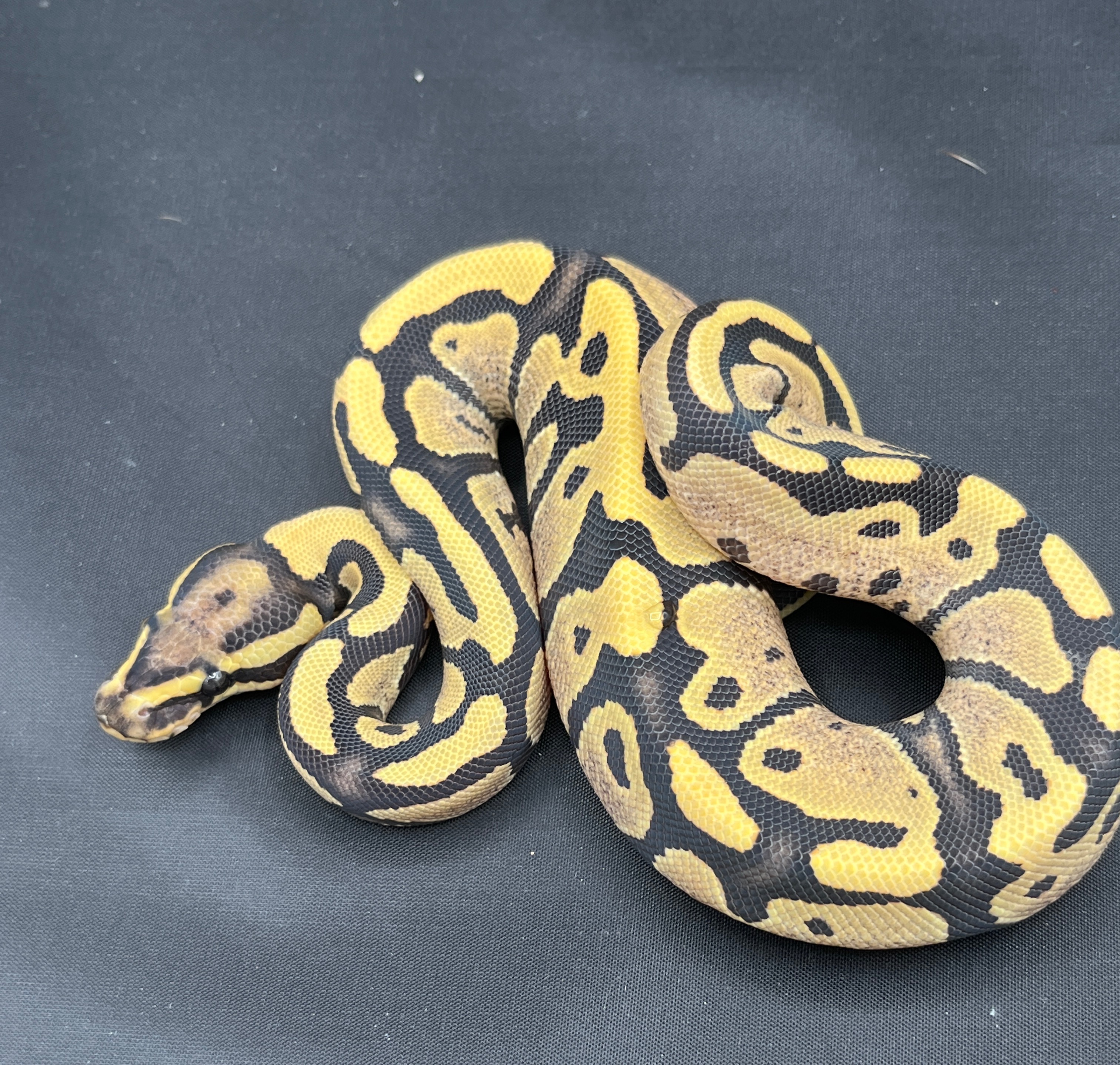 animal image