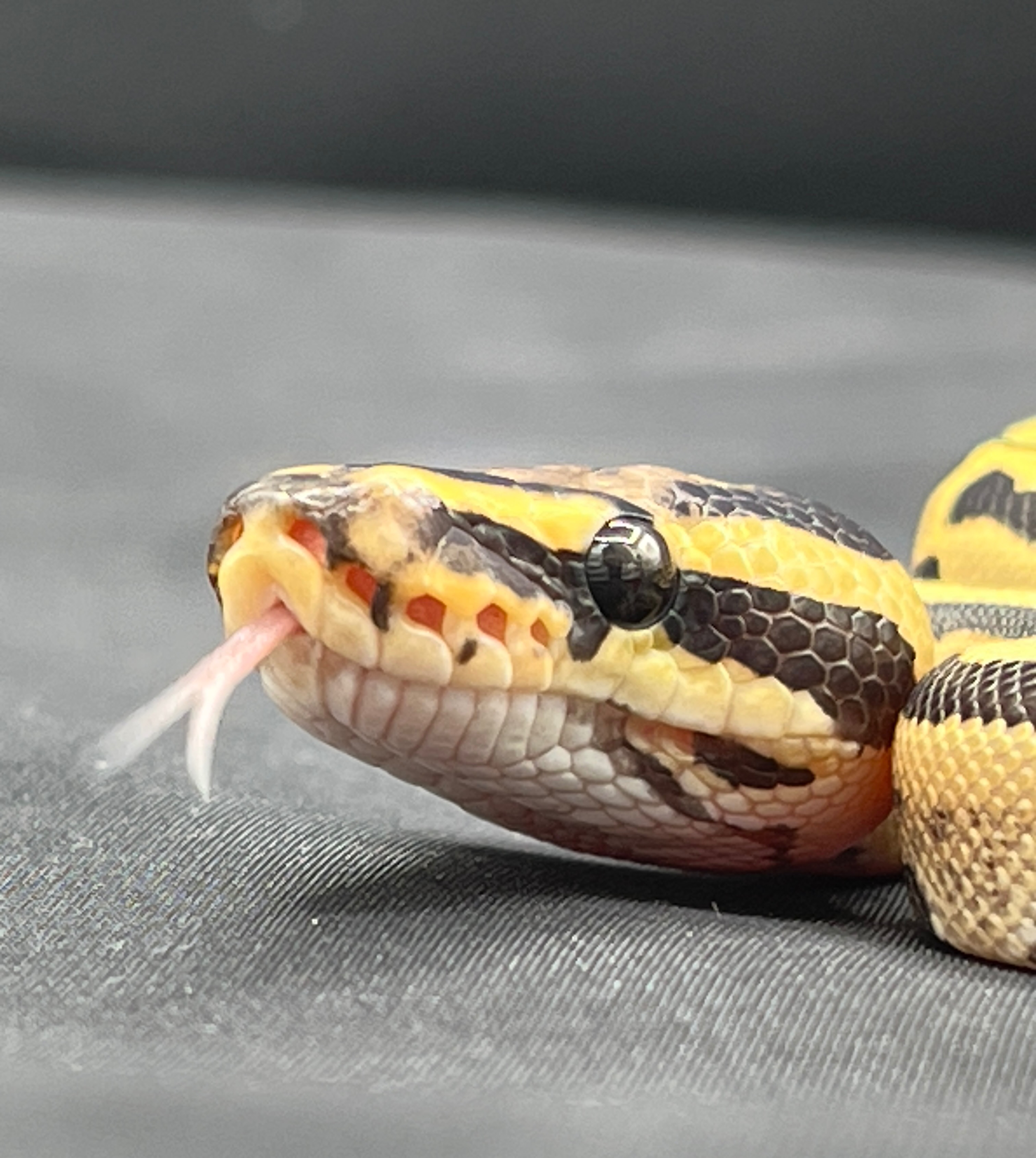 animal image