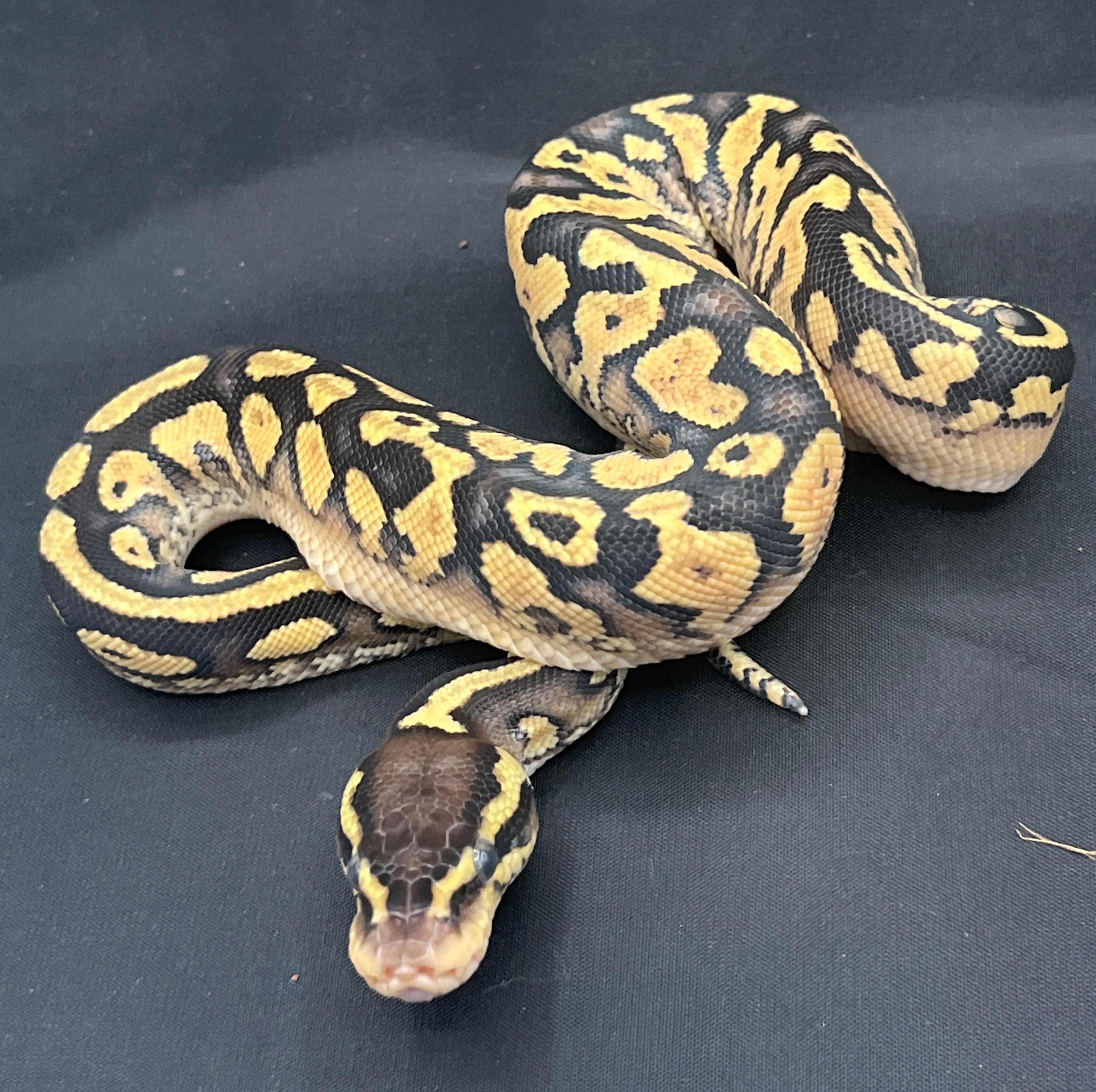 animal image
