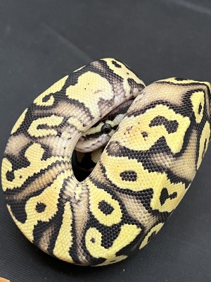 animal image