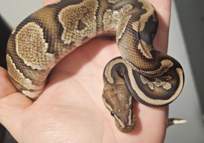 animal image
