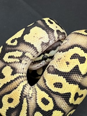 animal image