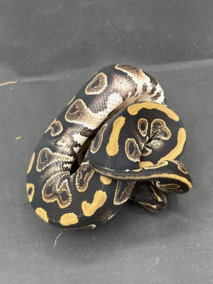 animal image