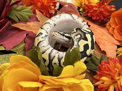animal image
