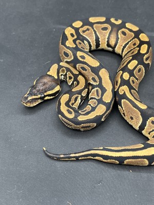 animal image