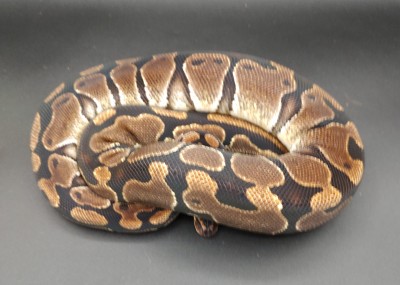 animal image
