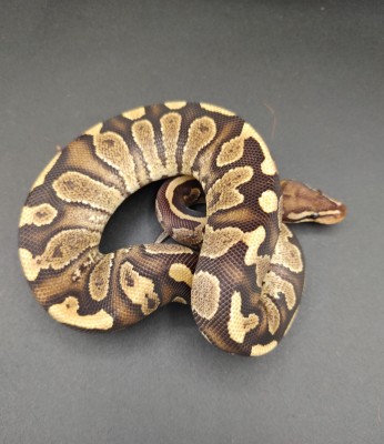 animal image