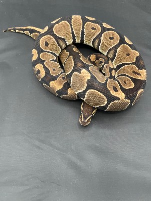 animal image