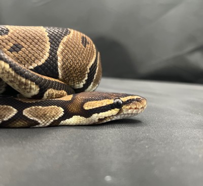 animal image