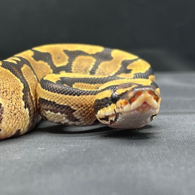animal image