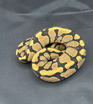 animal image