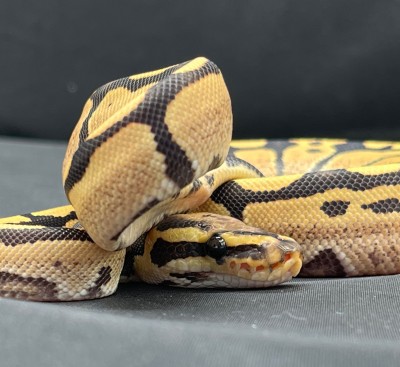 animal image