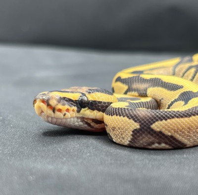 animal image