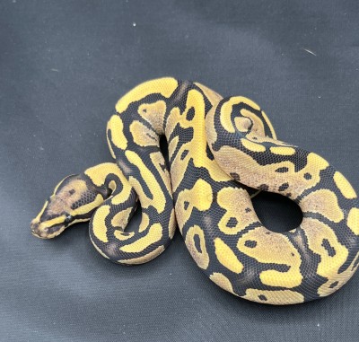 animal image