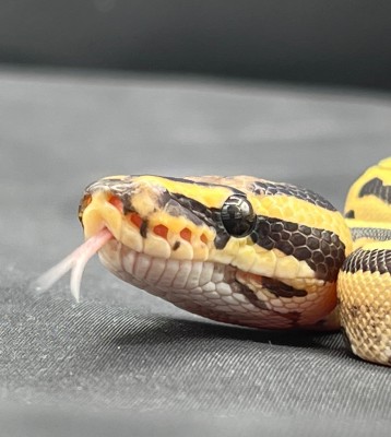animal image