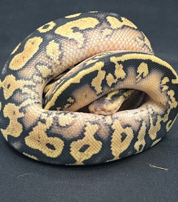 animal image