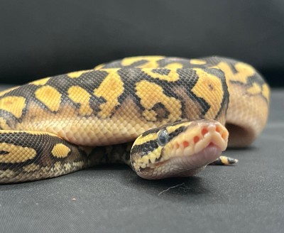 animal image