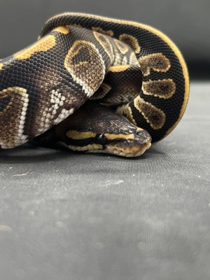 animal image