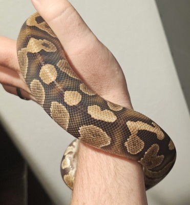 animal image