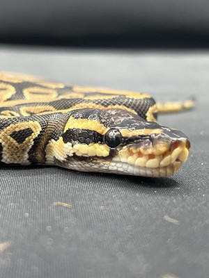 animal image