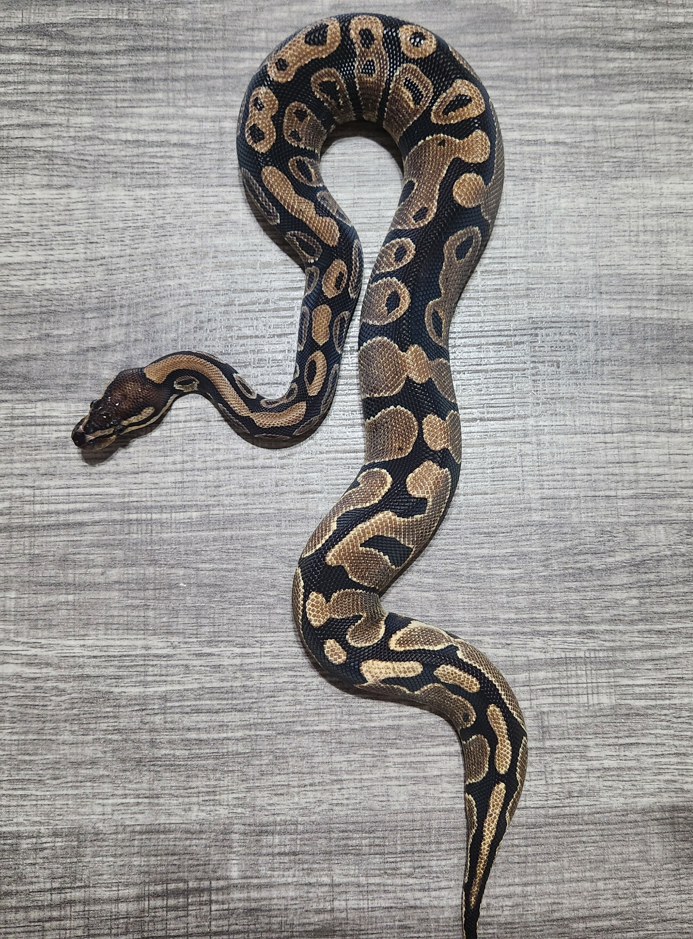 animal image