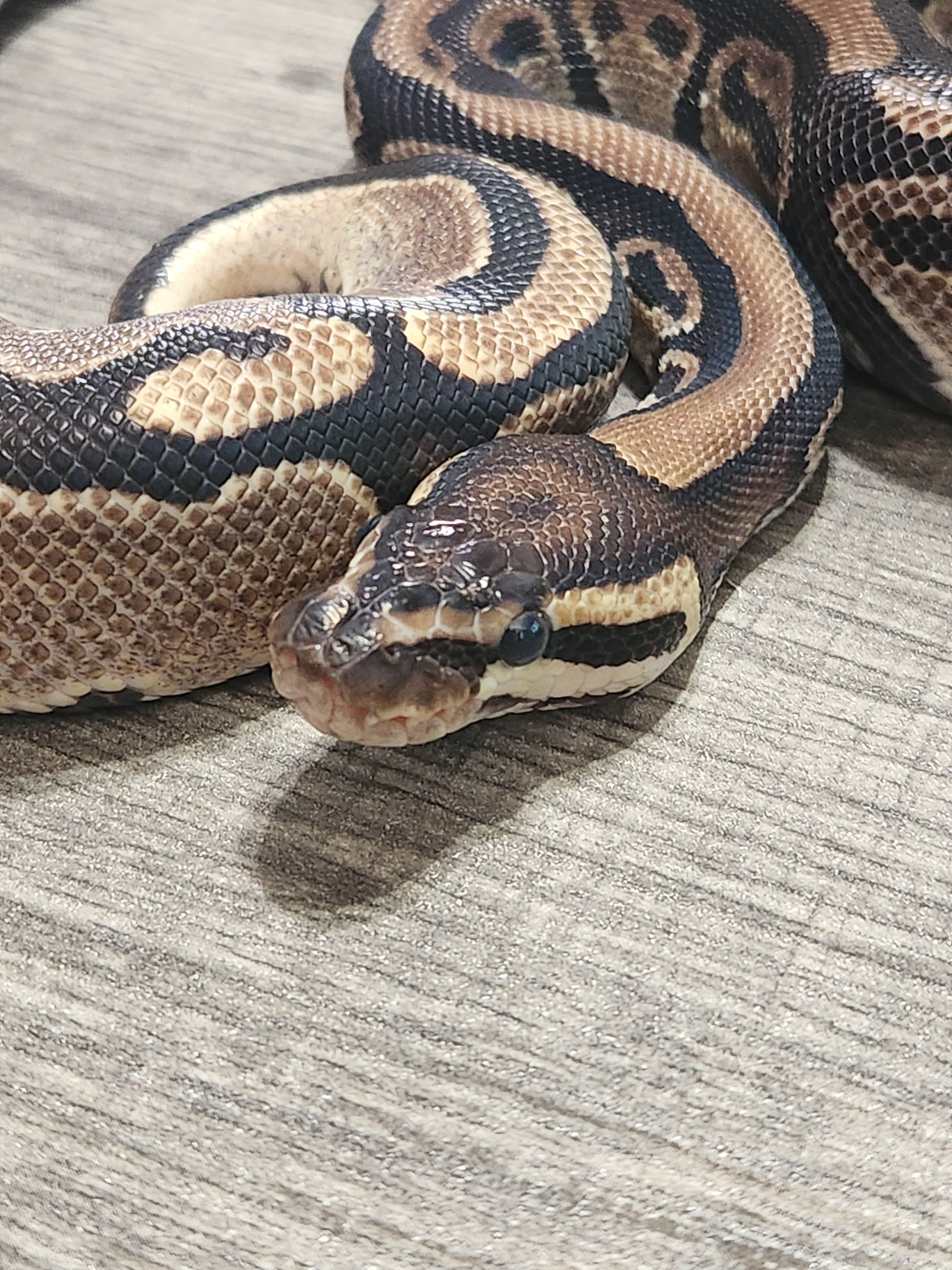 animal image