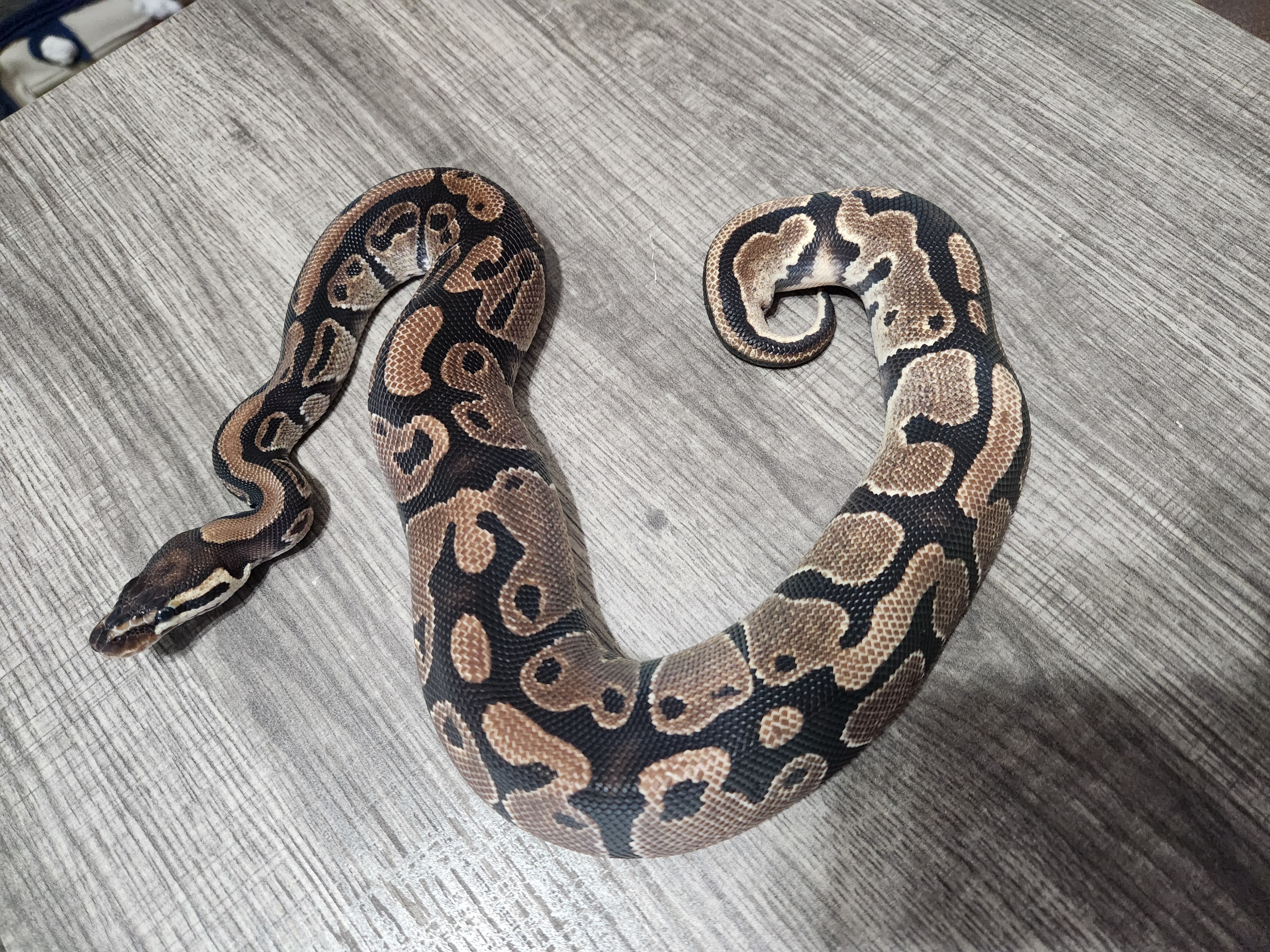 animal image