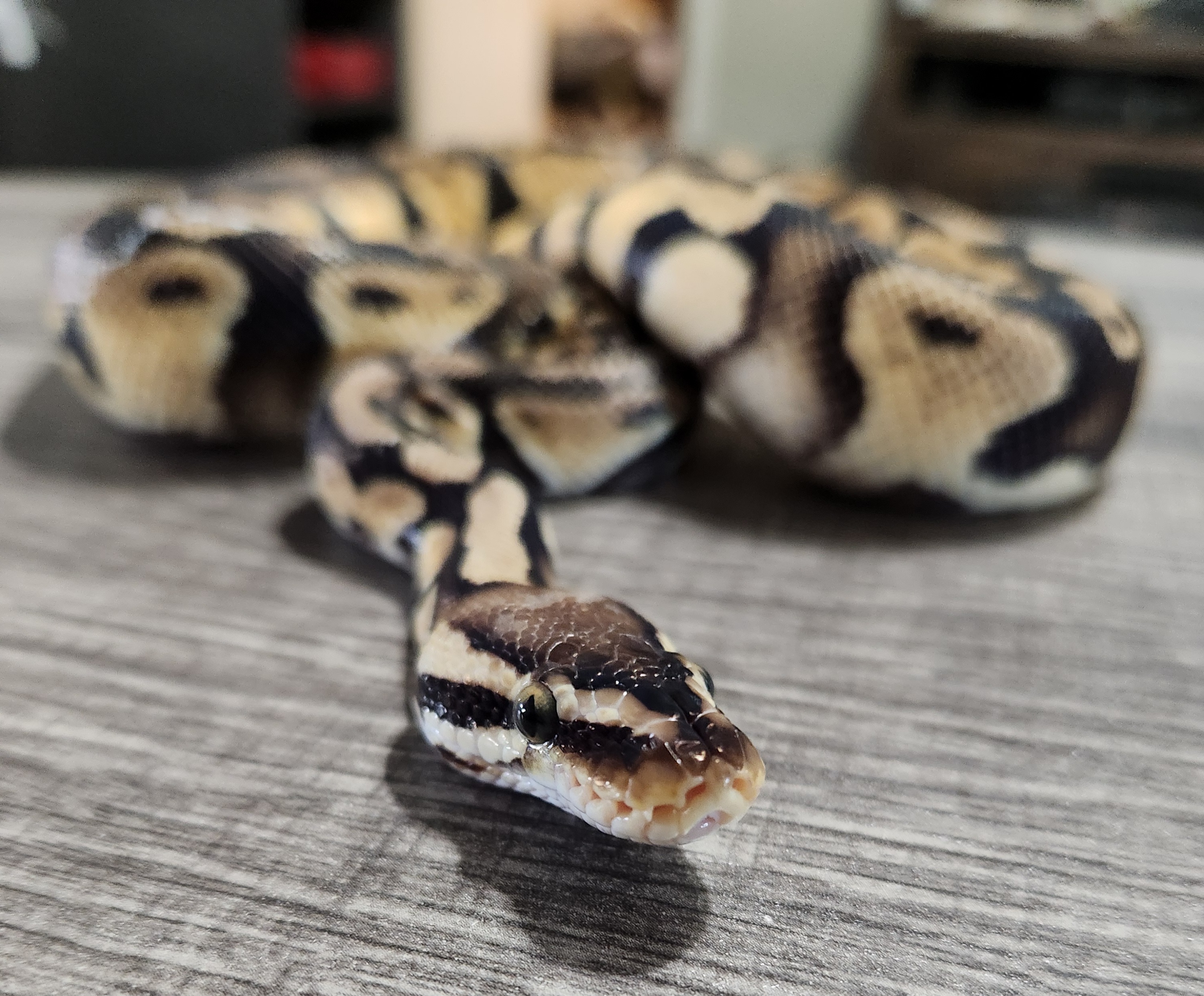 animal image
