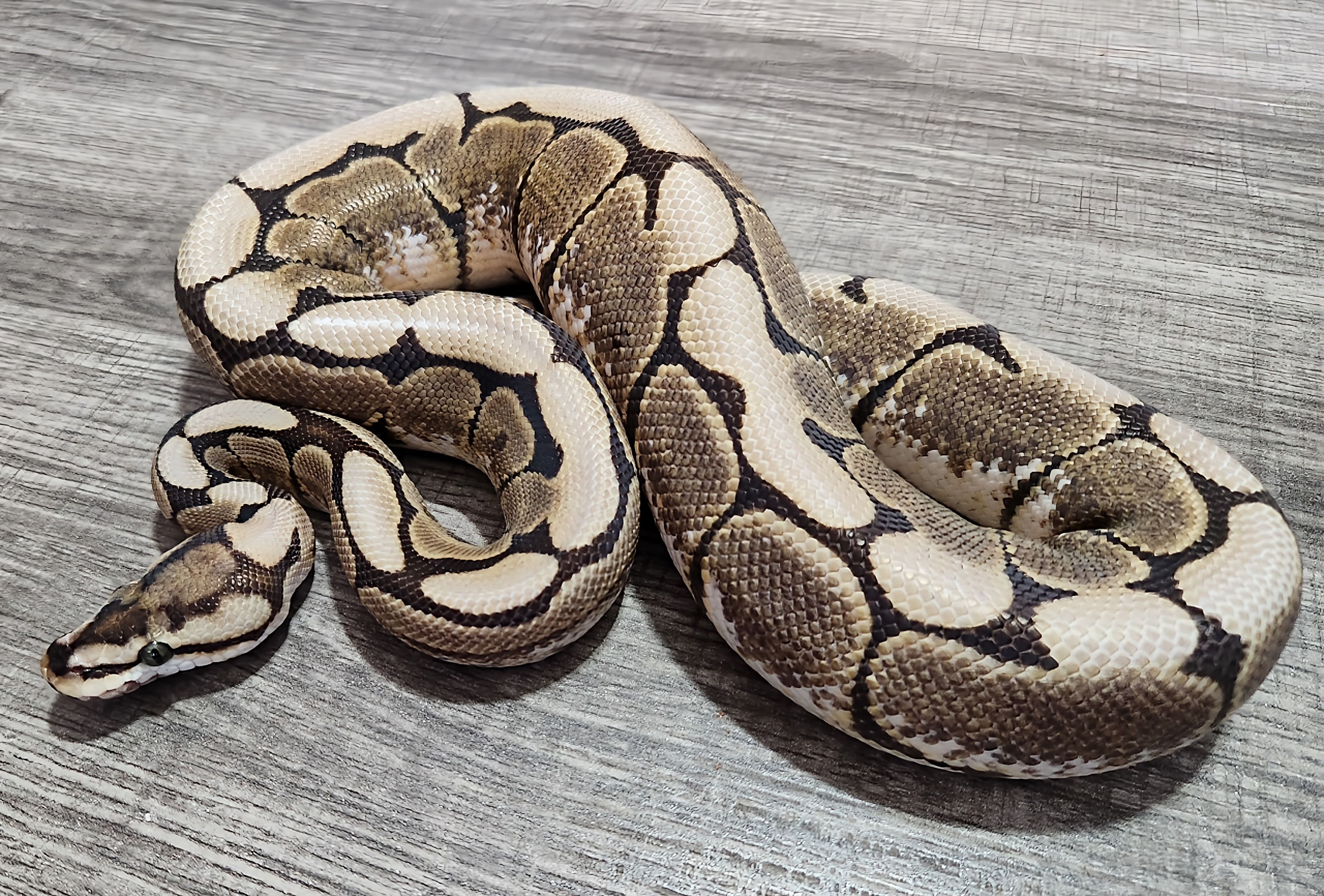 animal image