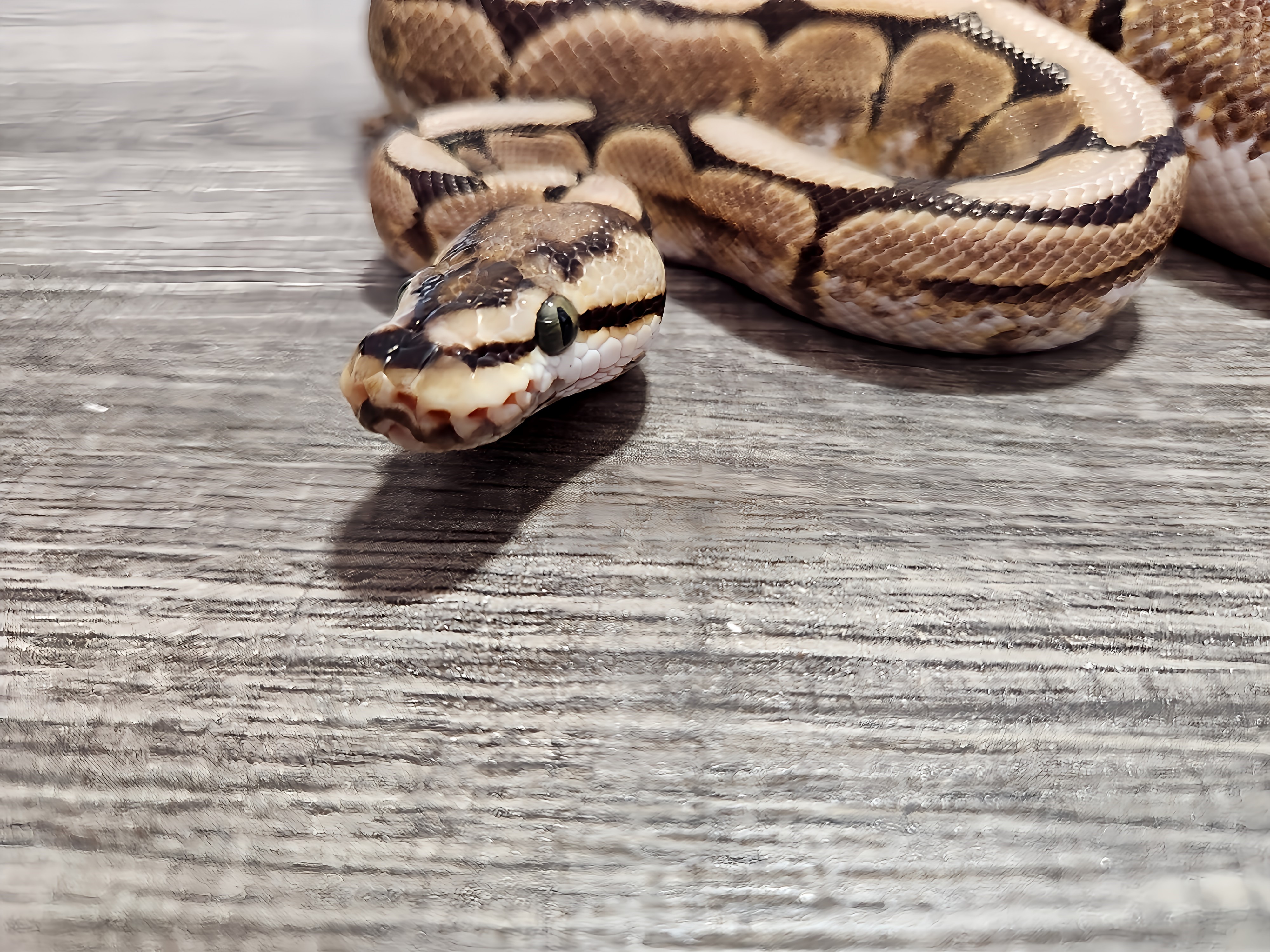 animal image