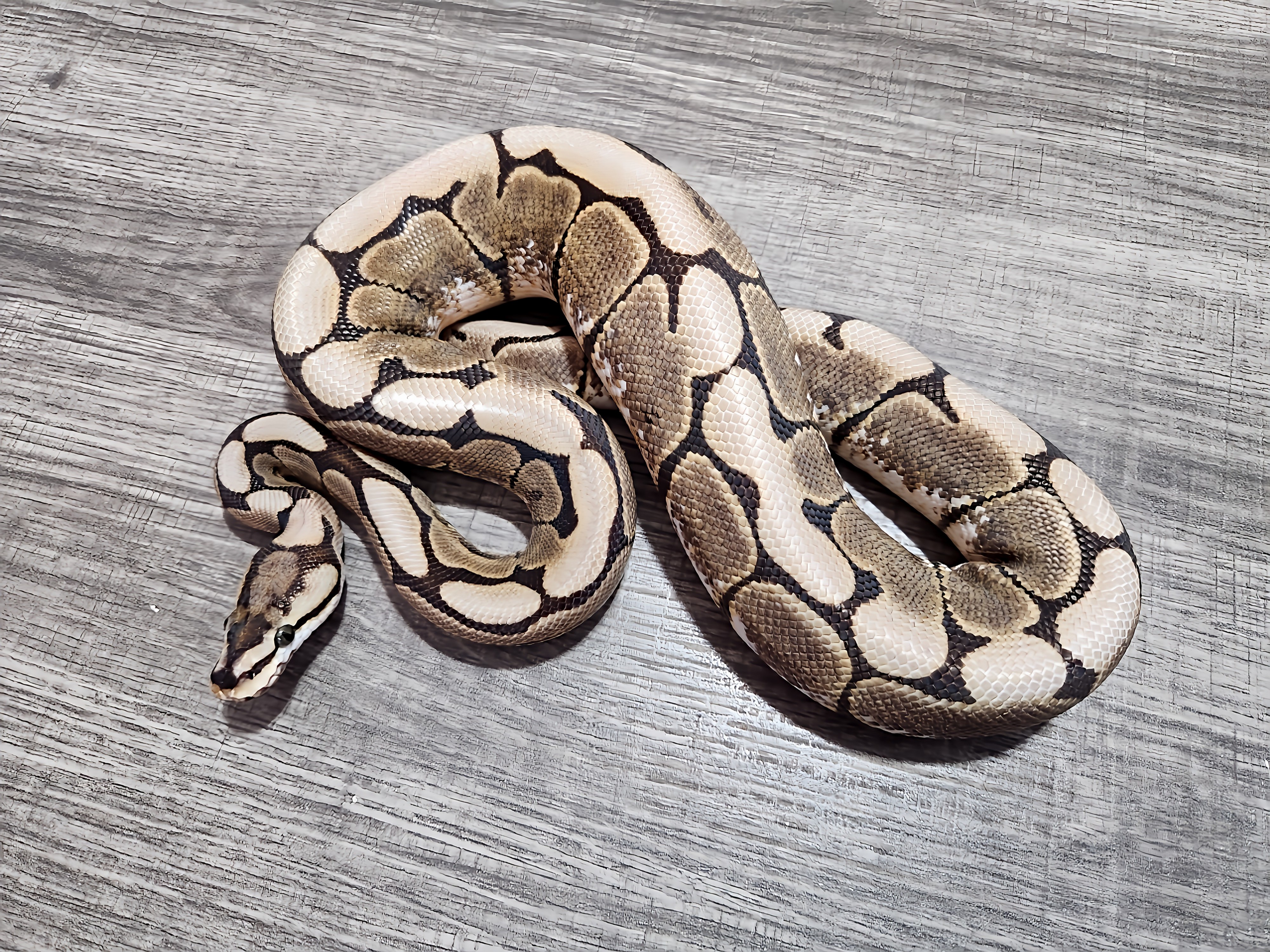 animal image