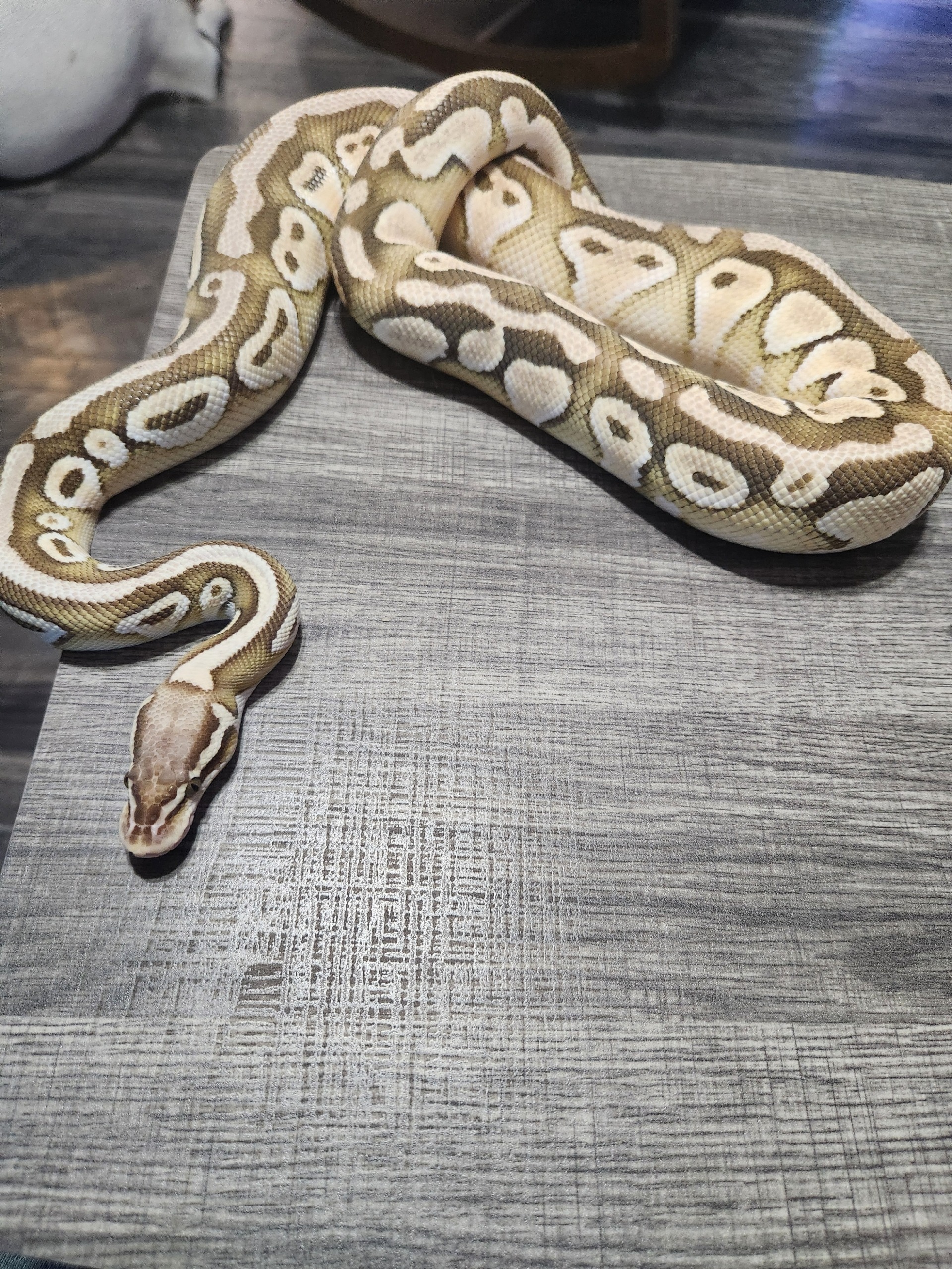 animal image