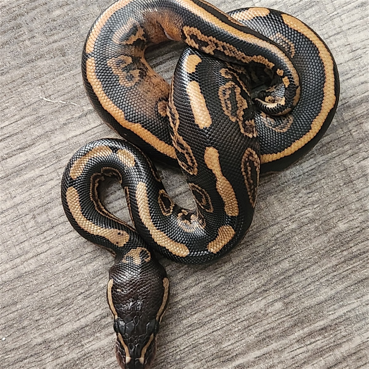 animal image