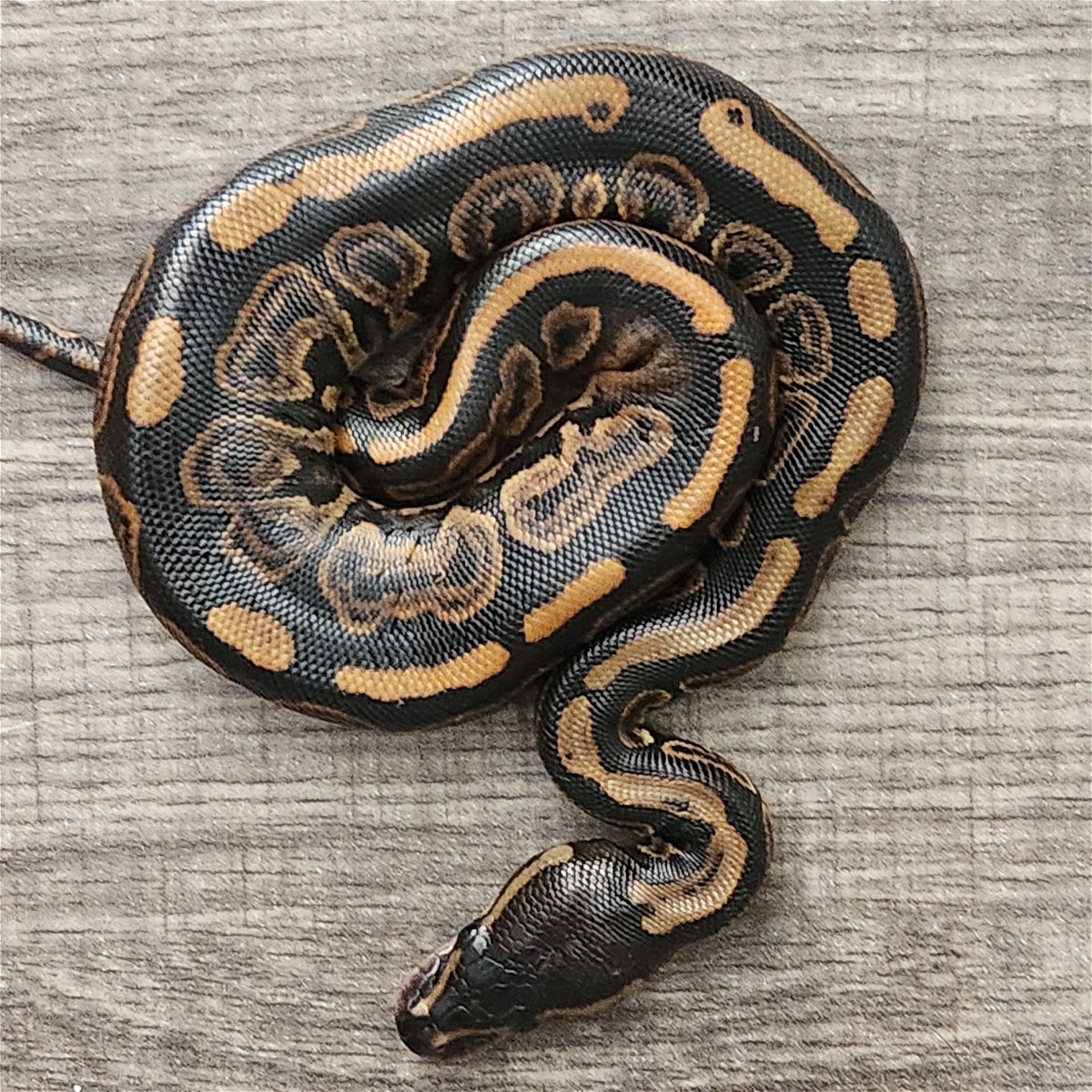 animal image