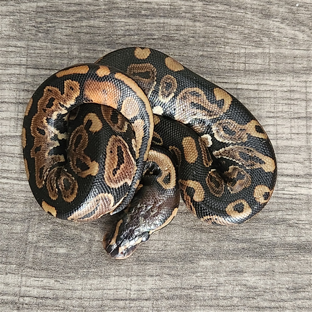 animal image