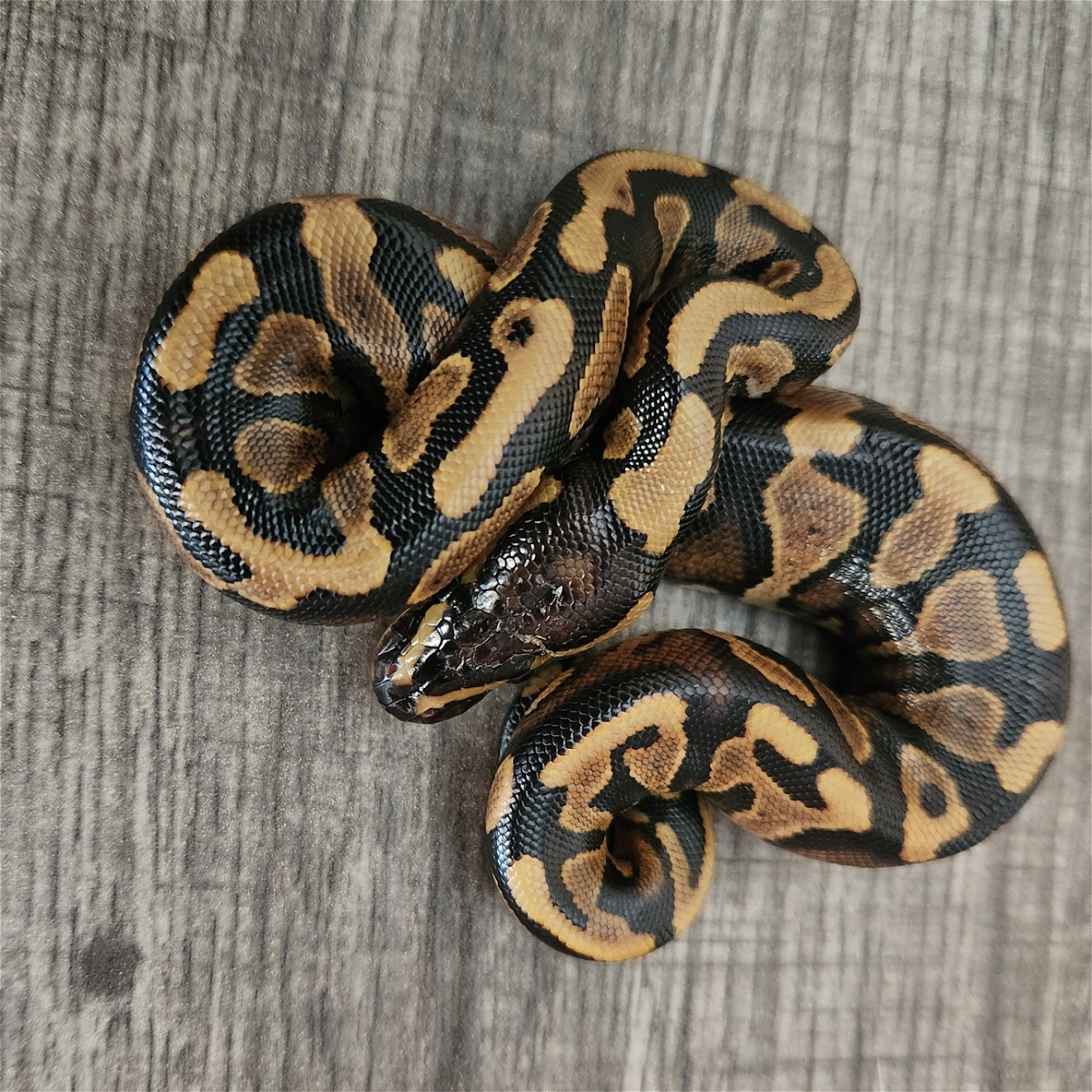 animal image