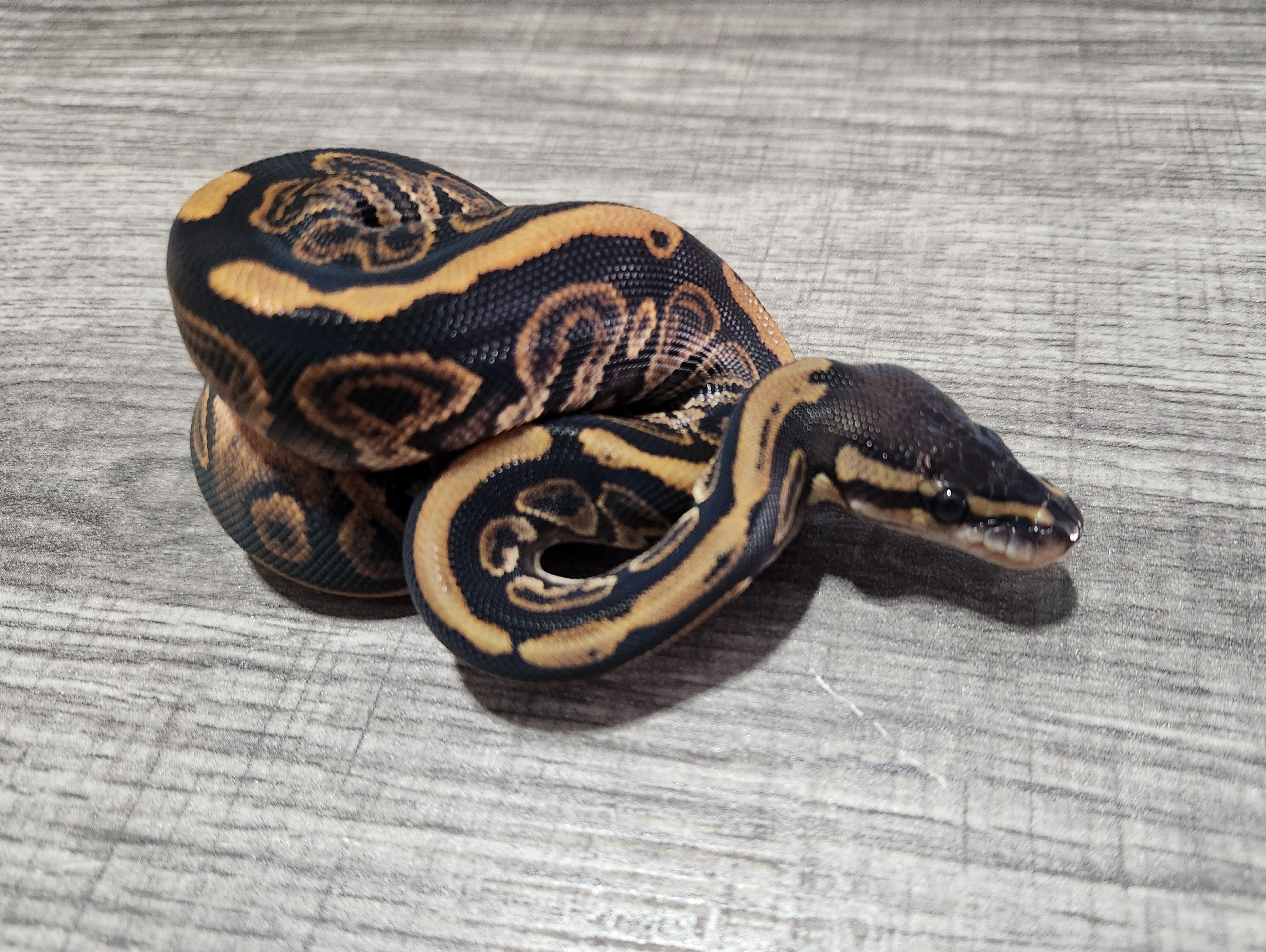 animal image
