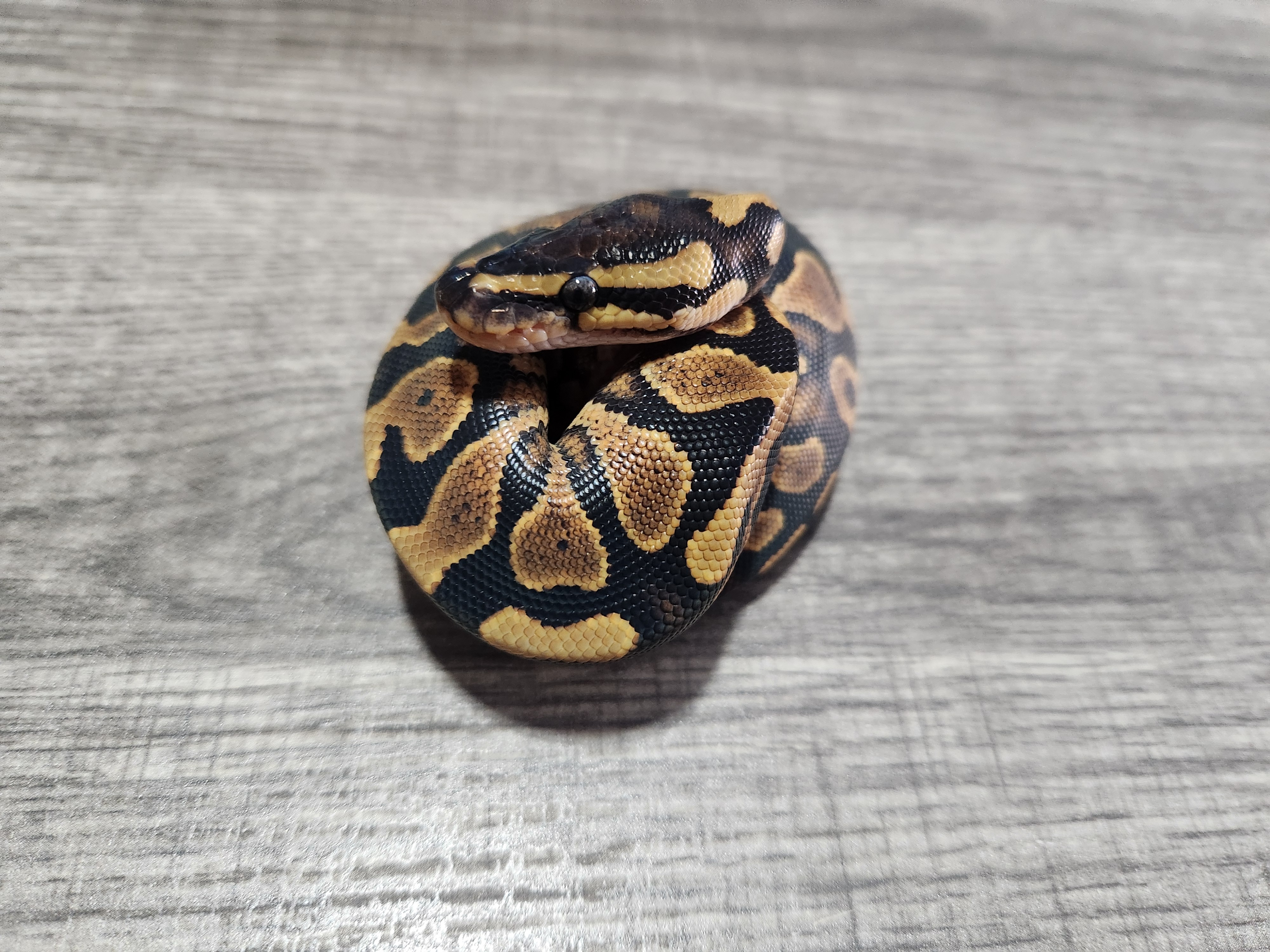 animal image
