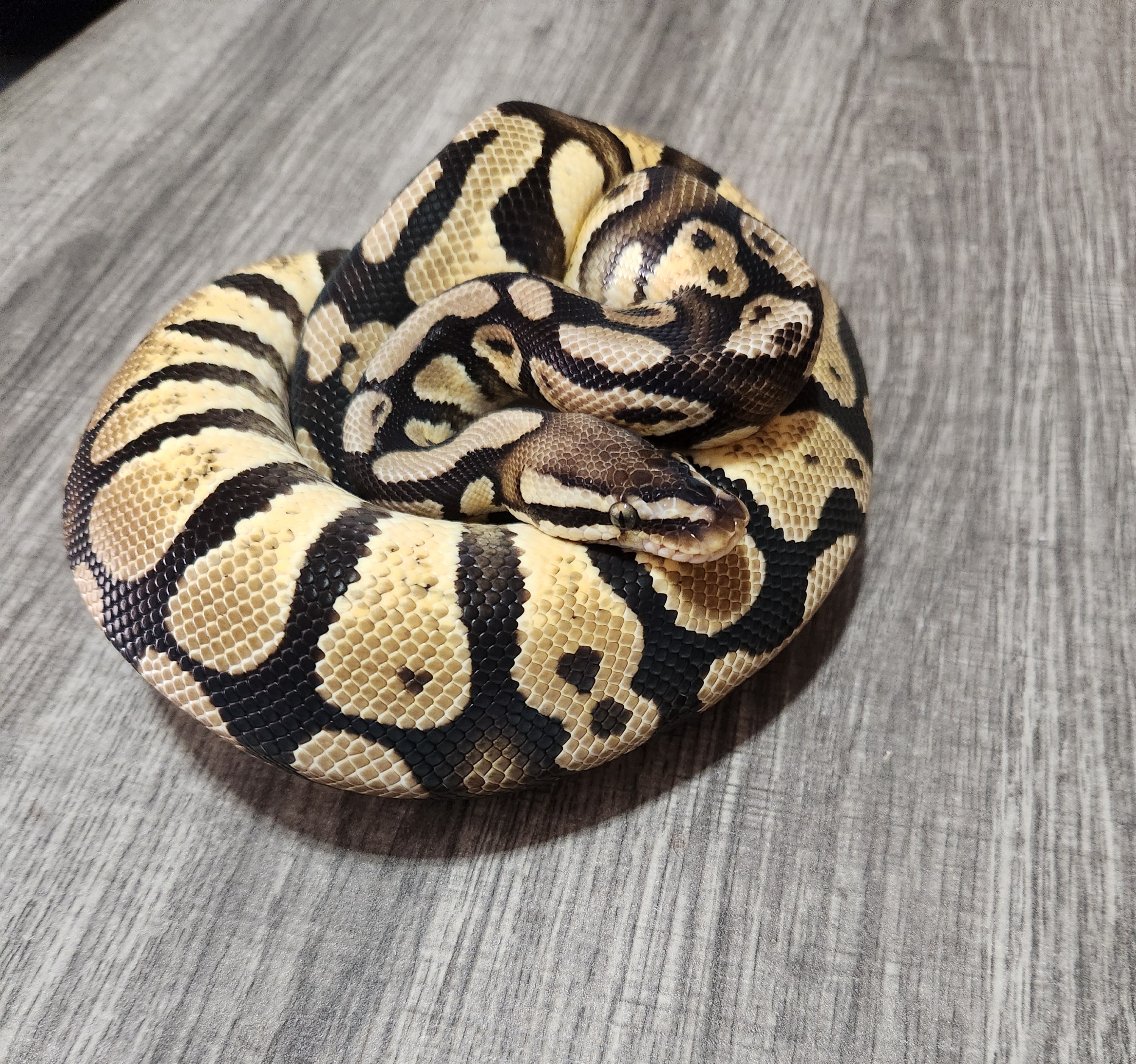 animal image
