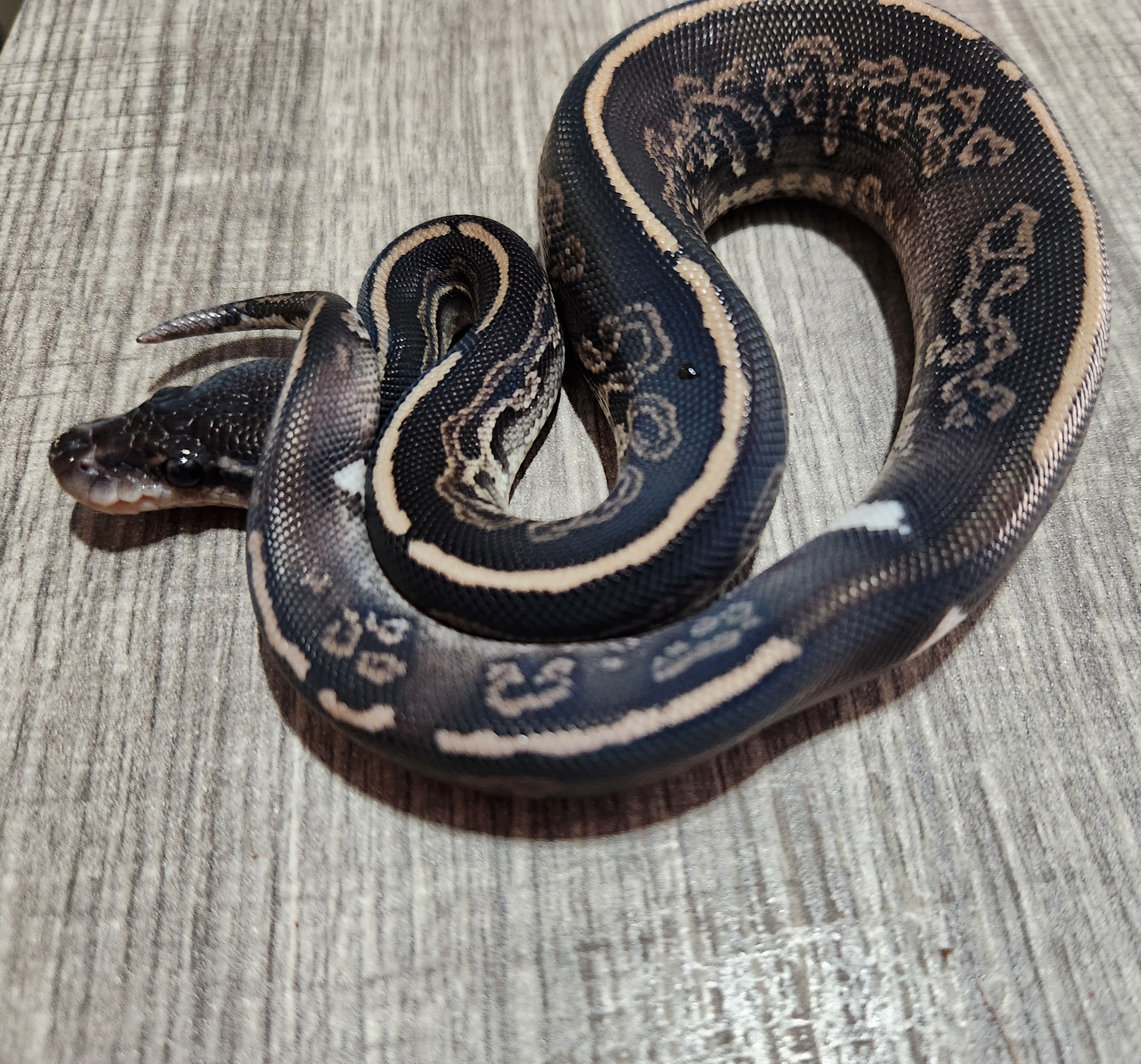 animal image