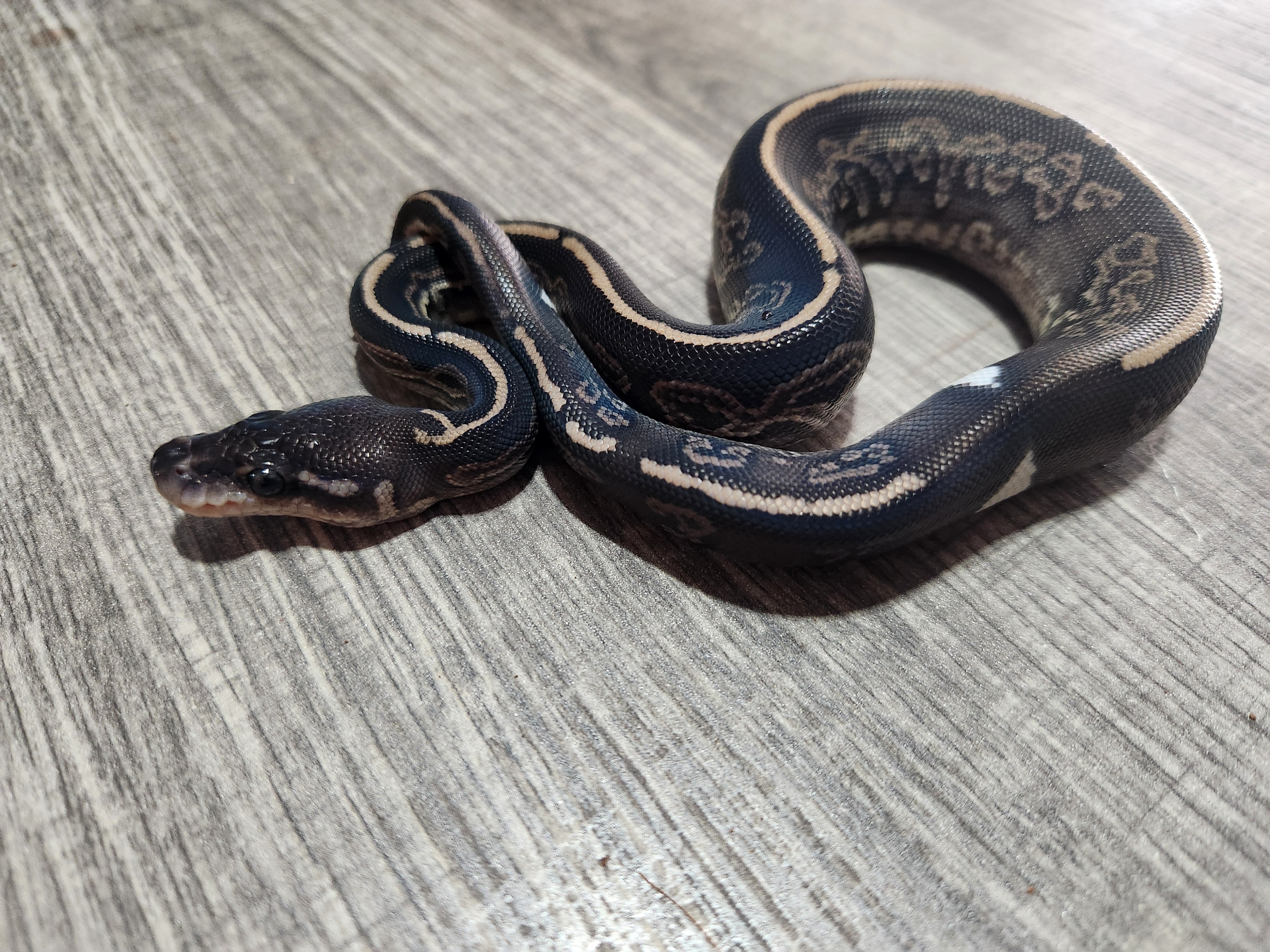 animal image