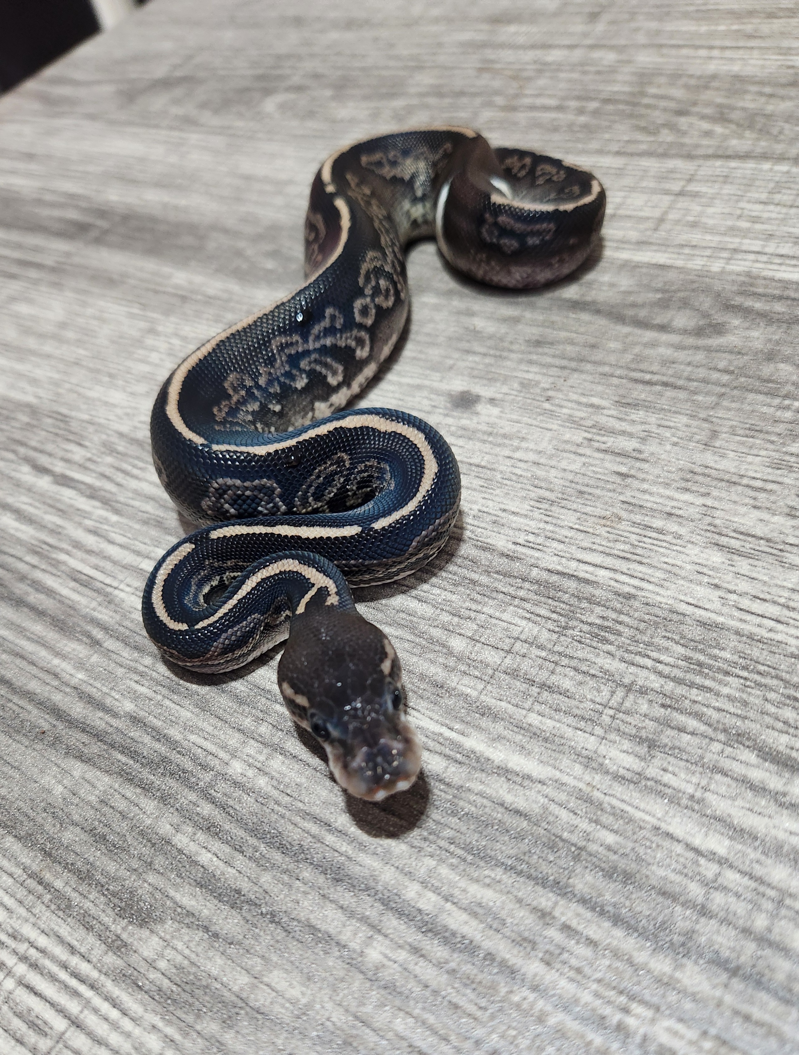 animal image
