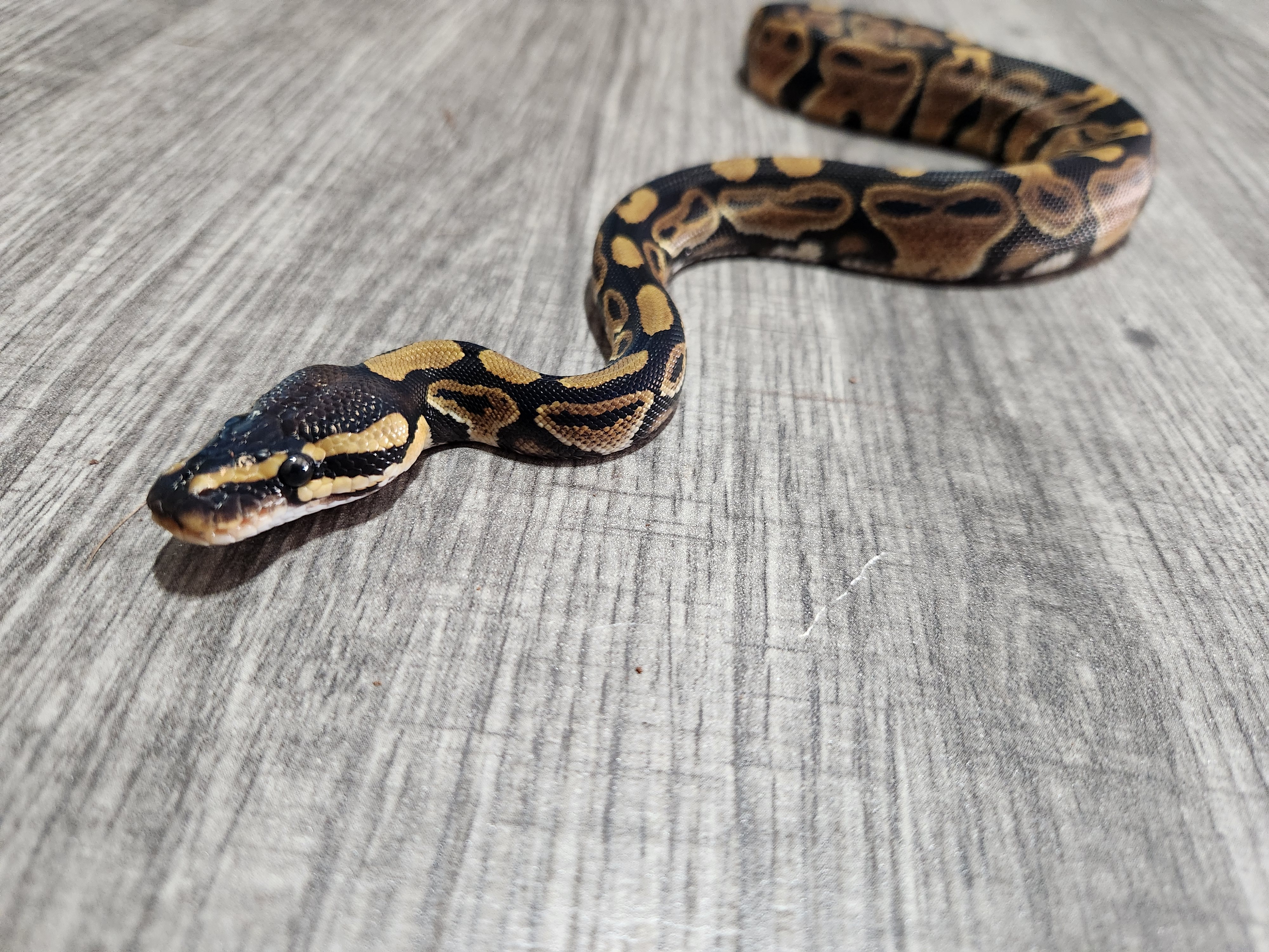 animal image
