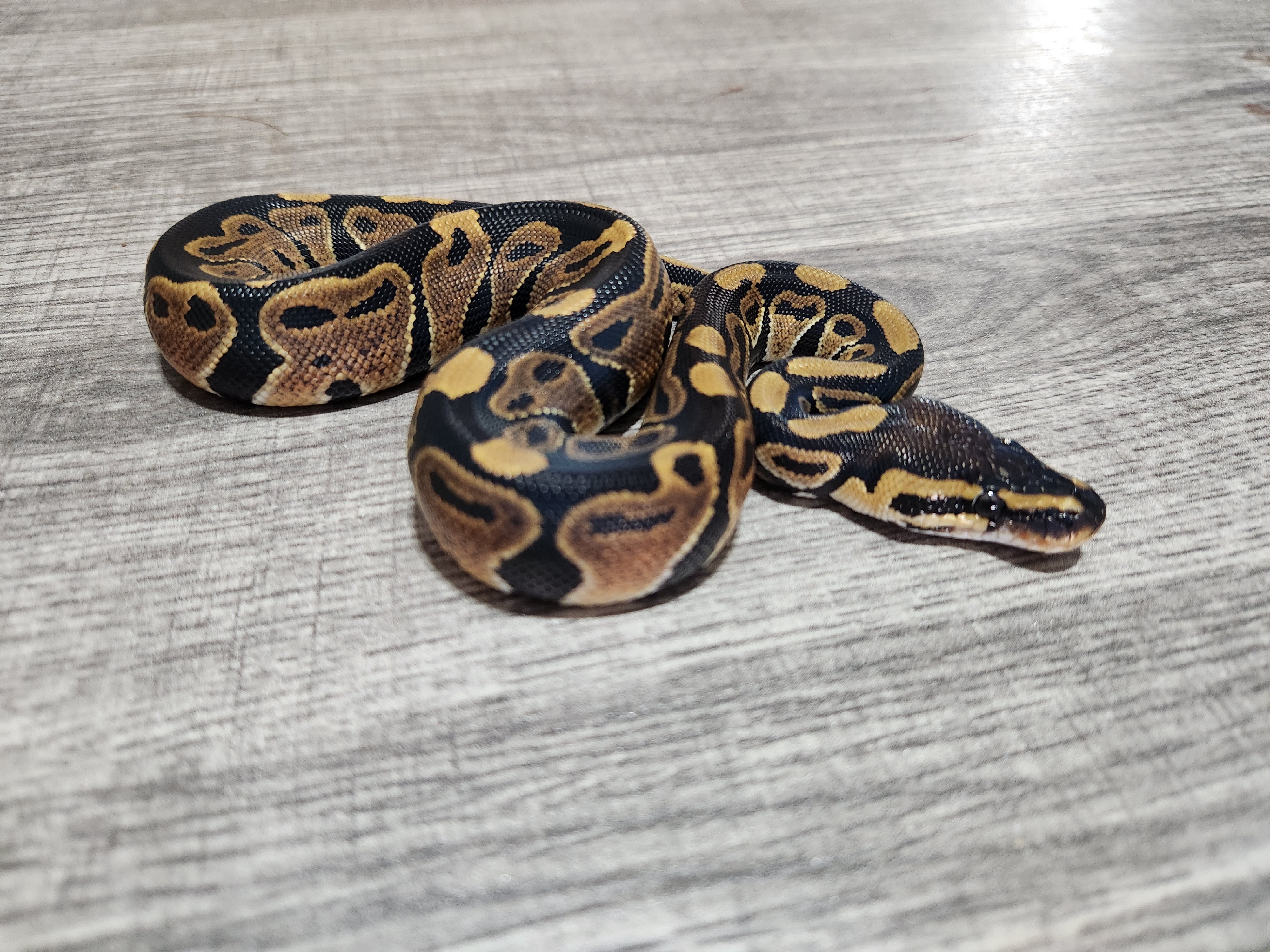 animal image