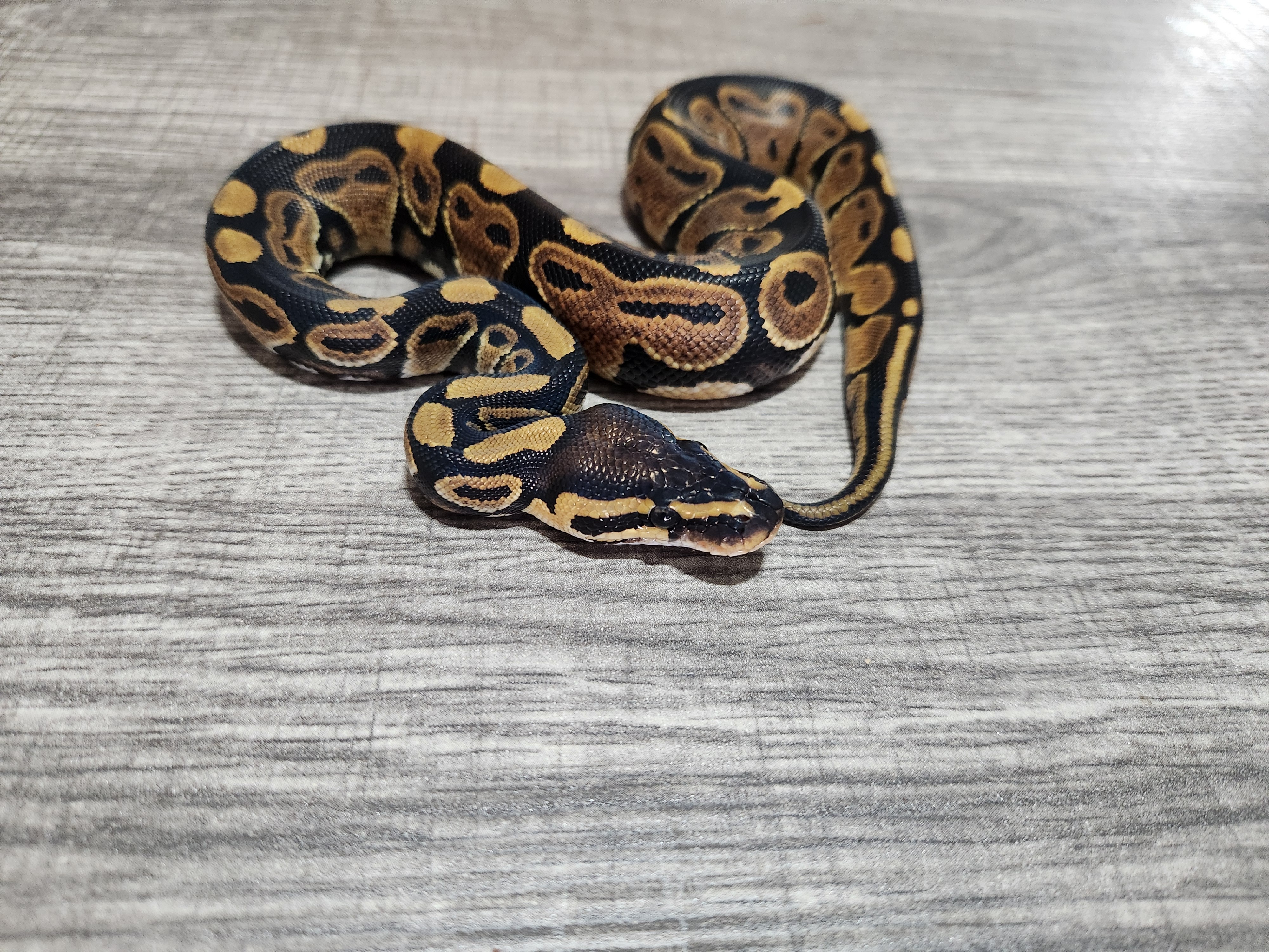 animal image