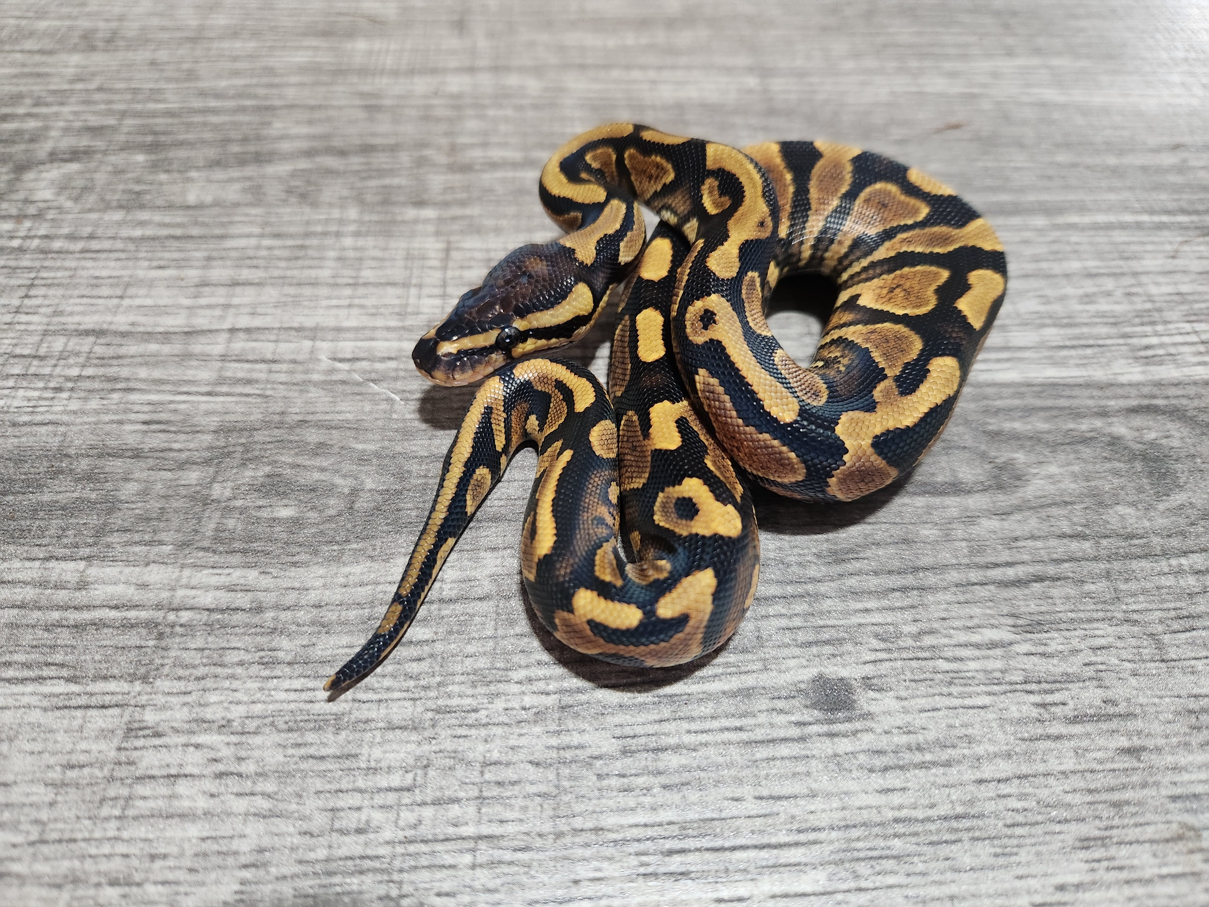 animal image