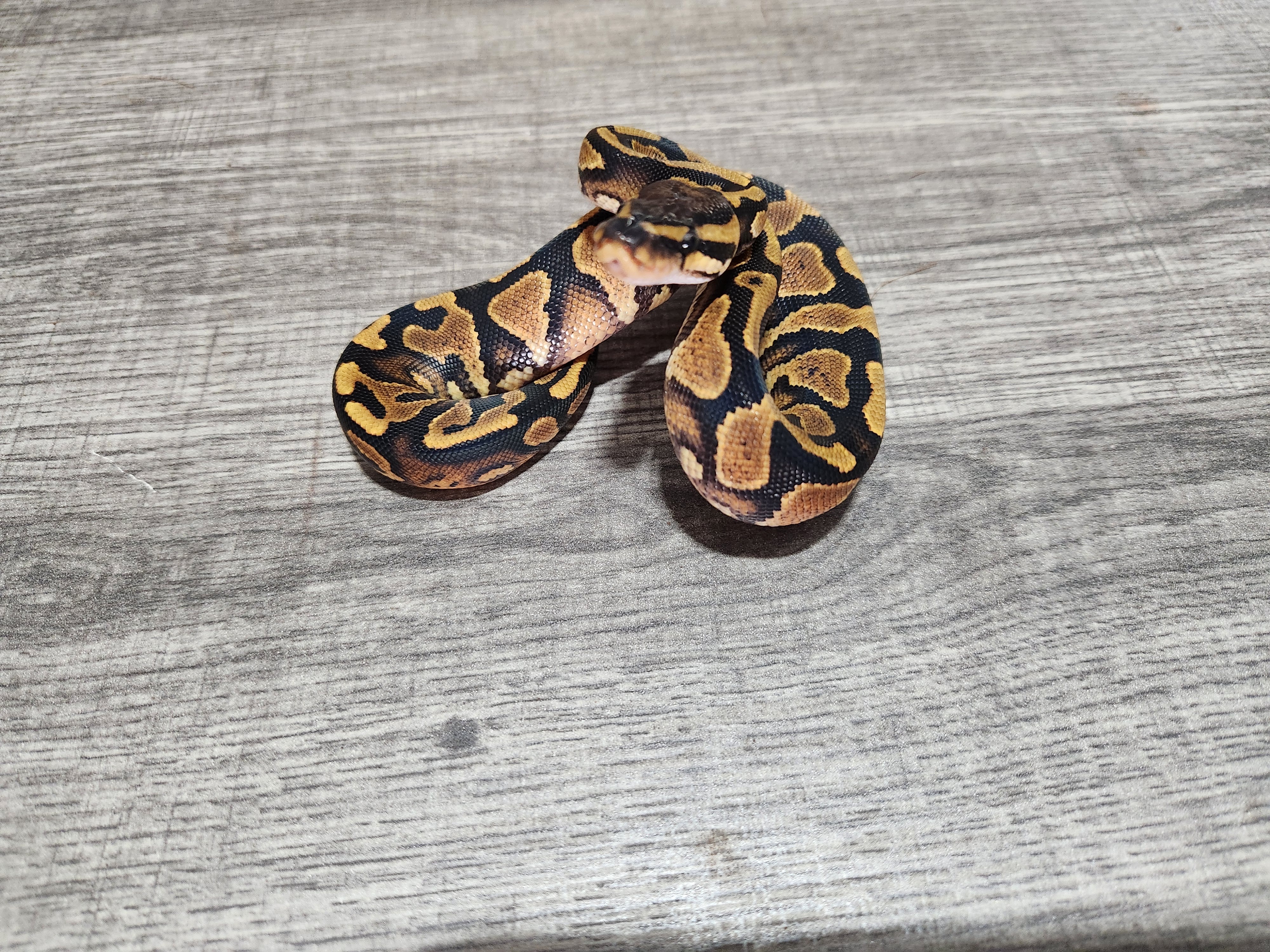 animal image