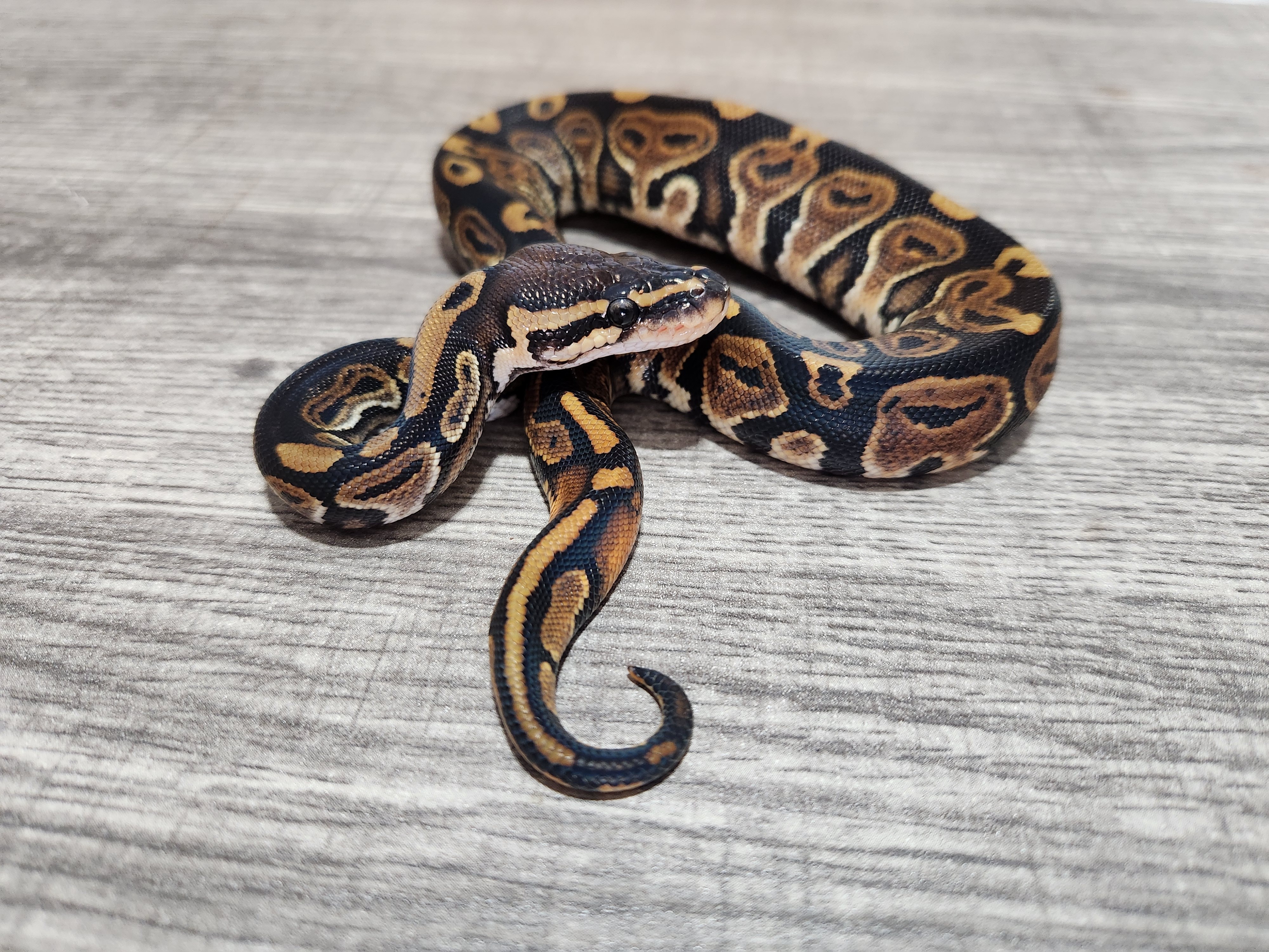 animal image