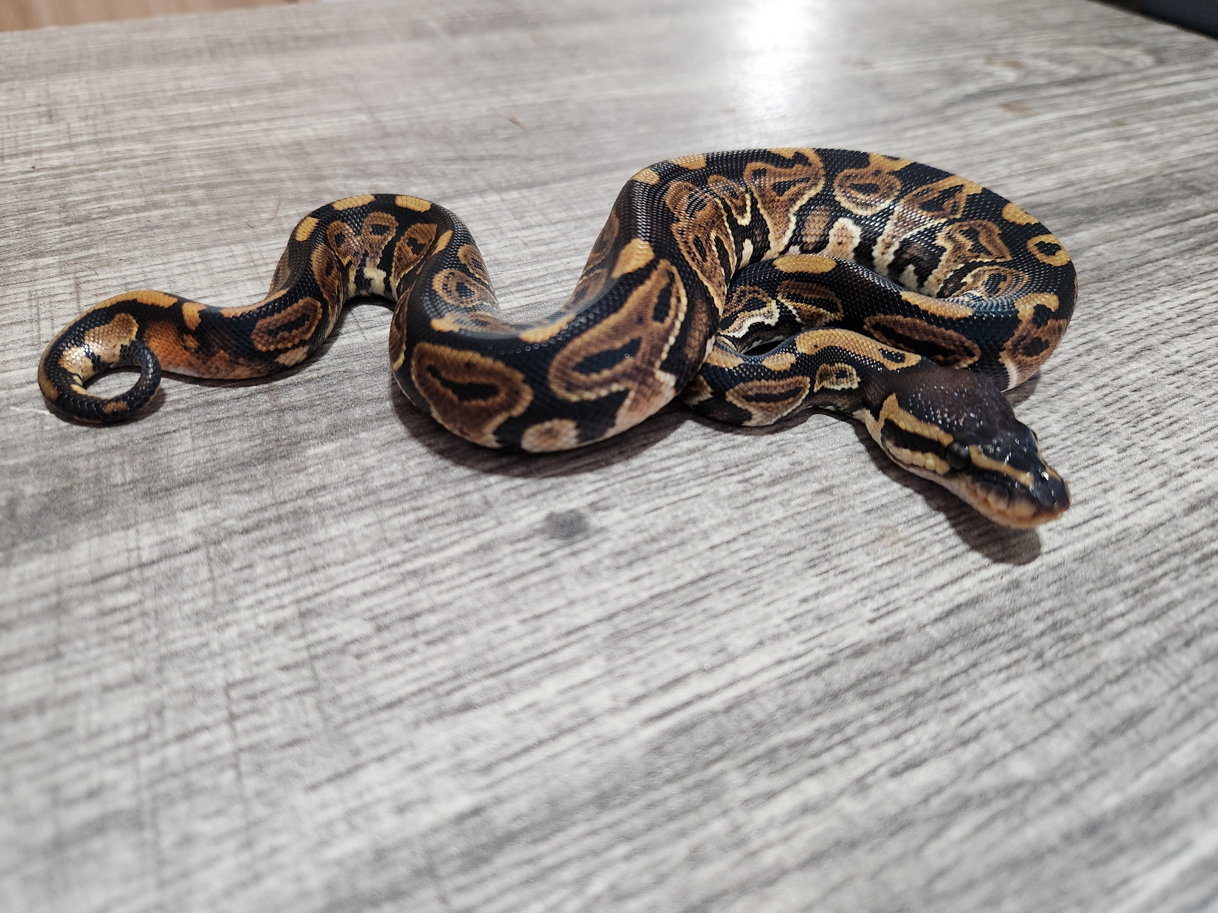animal image